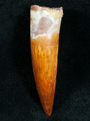 Top Quality Spinosaurus Tooth #7206